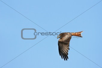 Red Kite Eagle