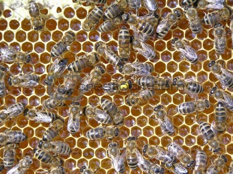 Nectar and honey