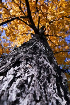 Big autumn tree in fall park