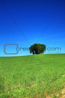 green grass field and a bunch of trees #2