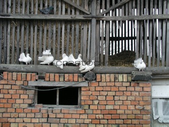 White doves in the rural