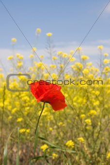 Poppy in the field