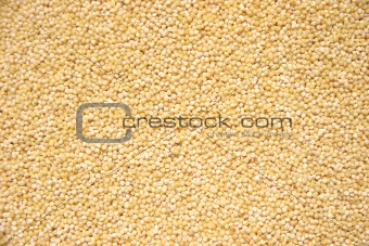 Hulled Pearl Millet Grain