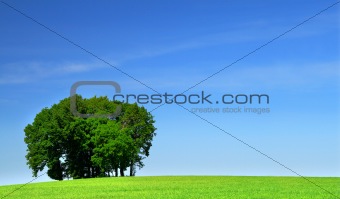green grass field and a bunch of trees #2