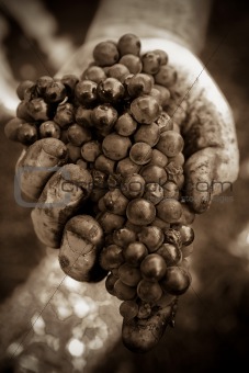 Hand holding grape bunch