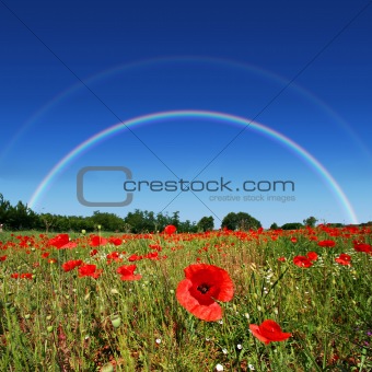 Poppy field rainbow