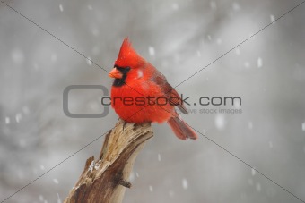 Cardinal In A Snow Storm