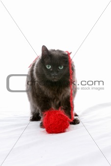 black cat and red yarn