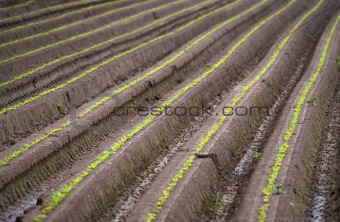 ploughed field in summer
