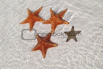 Sea star at the sand bottom of the fine sea