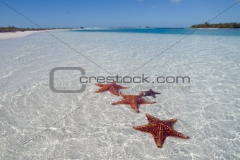 Sea star at the white sand bottom of the fine sea (2)