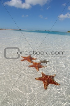 Sea star at the white sand bottom of the fine sea (3)
