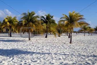 Palm's on the sand