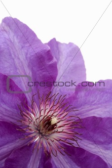 Clematis flower