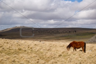 Moorland Landscape and pony, Dartmoor