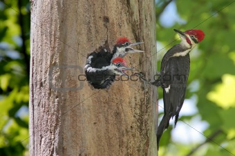 Hungry Baby Woodpeckers