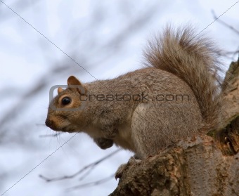 squirrel on a stump