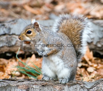 Squirrel On A Stump With A Hazel-Nut