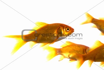 goldfish, isolated over white