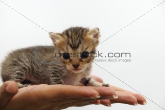 Tiny kitten - animal protection concept