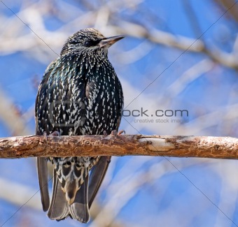 starling on a branch