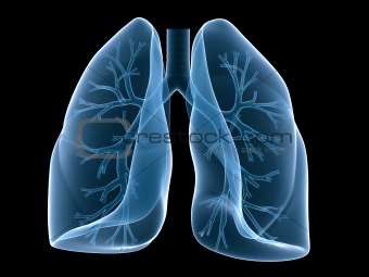 lung and bronchi