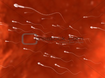 human sperm