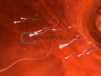 human sperm