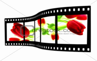 Tulip Film Strip