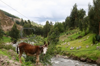 Donkey by the river
