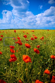 Beautiful field with numerous poppies