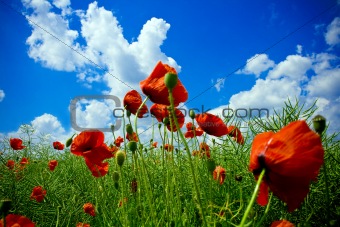 Red poppies on green field