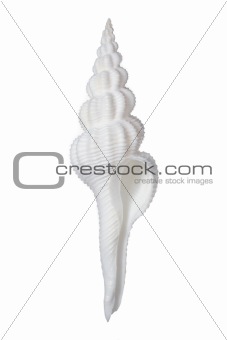 Fusinus Spiral Shell
