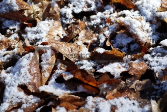 Frosted Leaves