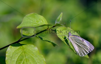 butterfly rests on a green sprig