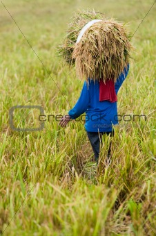 farmer harvesting rice paddy
