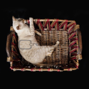 bengal cat on a basket