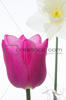 tulip and narcissus