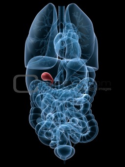highlighted gall bladder
