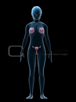 female sex organs