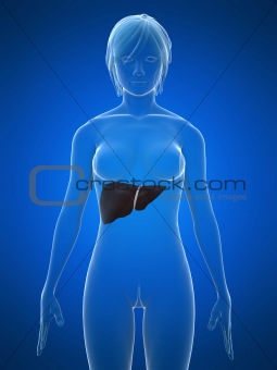 female liver