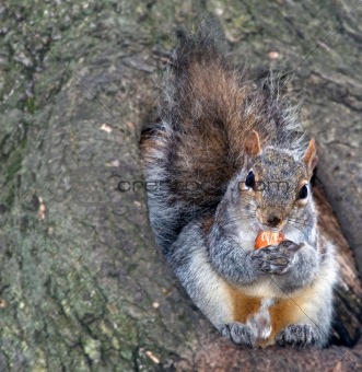 squirrel on verge of hollow with hazel-nut