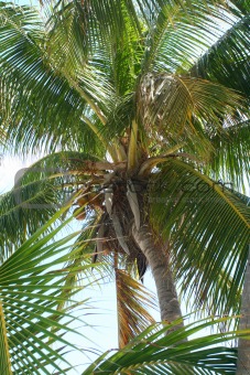 Palm Leaves with coconuts
