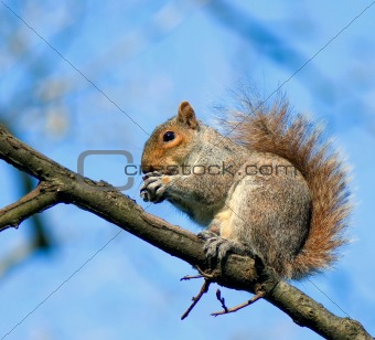 squirrel on the branch with a nut in paws