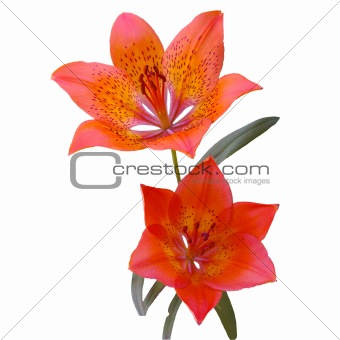 Two lilies on white background.