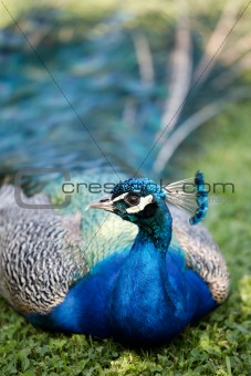 Peafowl