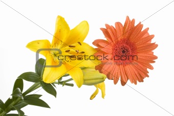 yellow lily and gerber
