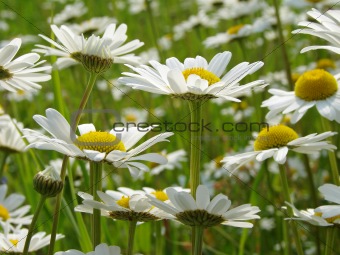 daisies meadow 1