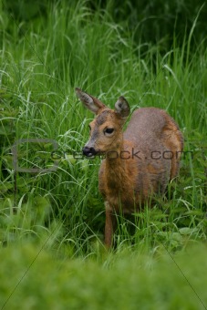 Deer in high grass