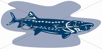 Sturgeon Fish